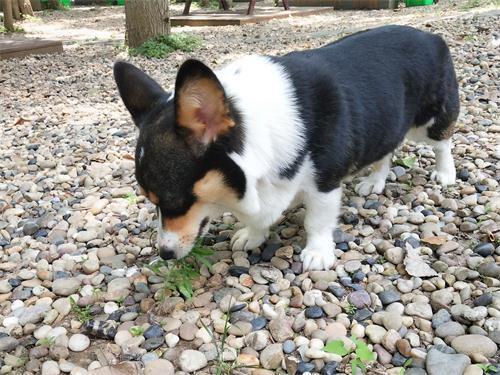 狗狗挑食不吃东西怎么纠正,狗狗吃什么不会挑食