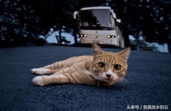 车撞狗逃逸怎么避免处罚,撞狗逃逸被罚200