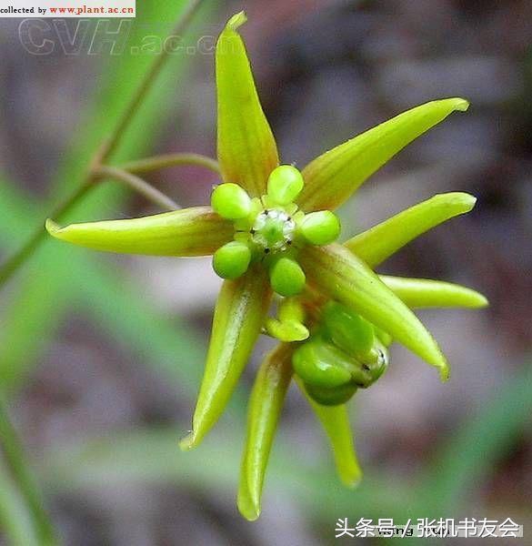 中药药材浪漫的名字,蕴含极致浪漫的中药名字