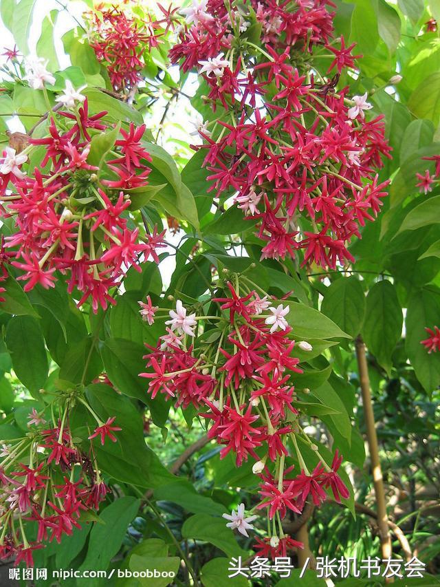 中药药材浪漫的名字,蕴含极致浪漫的中药名字