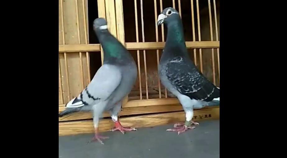 如何控制赛鸽产蛋,信鸽怎么养产蛋才能提高