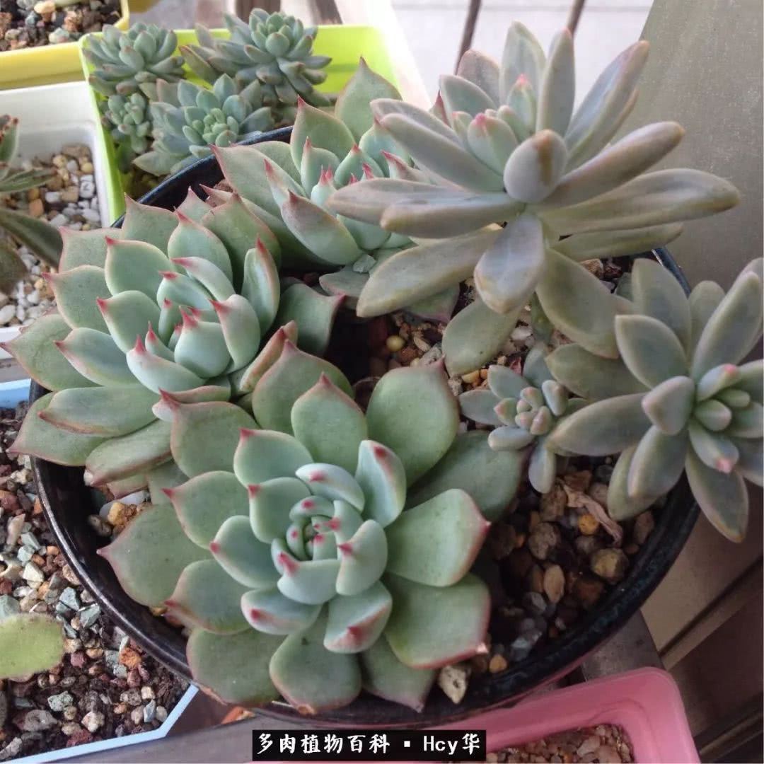 吉娃娃多肉高清图片,吉娃娃图片多肉