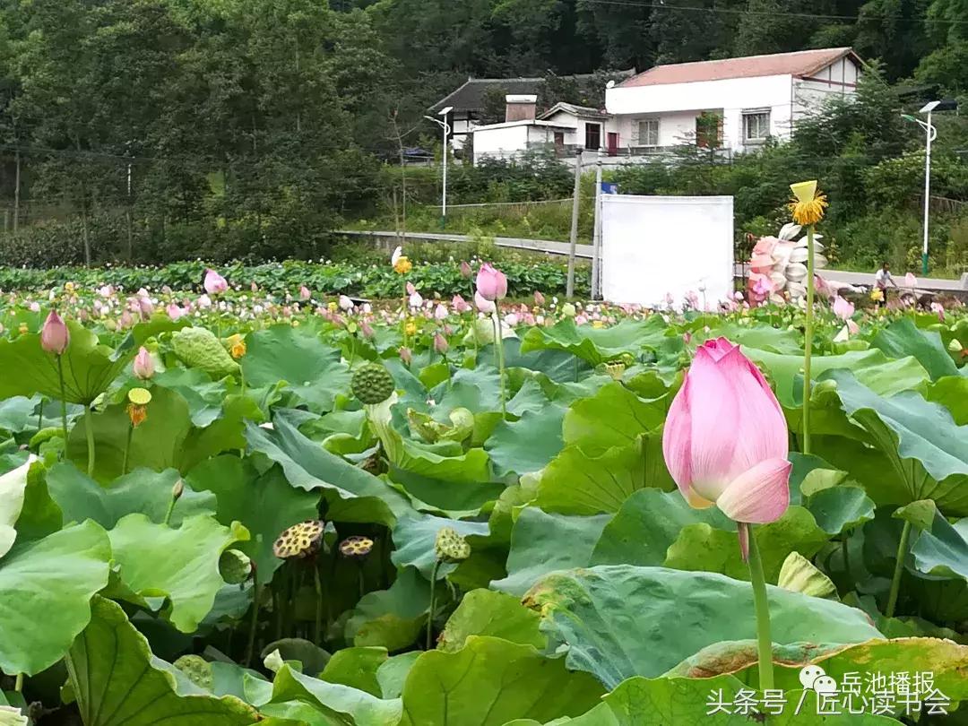 岳池北庙荷花节视频,四川广安荷花节