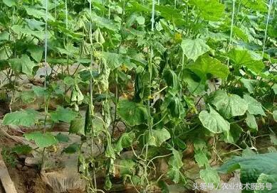 黄瓜枯萎病的表现,黄瓜枯萎病发病症状及解决方案