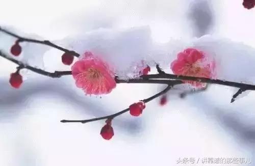 美极了樱花盛开图片,中国各市的市花大全