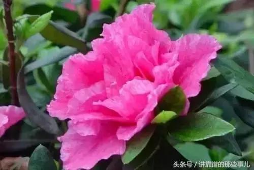美极了樱花盛开图片,中国各市的市花大全