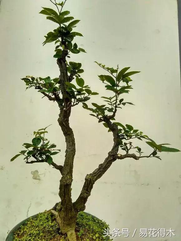 两面针精品盆景欣赏,最美两面针盆景