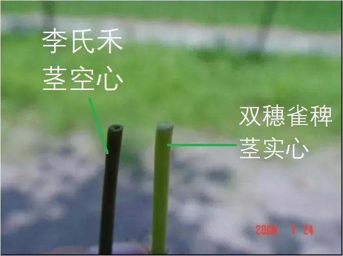 怎样辨别小麦田禾本科杂草,水稻杂草幼苗怎么鉴别