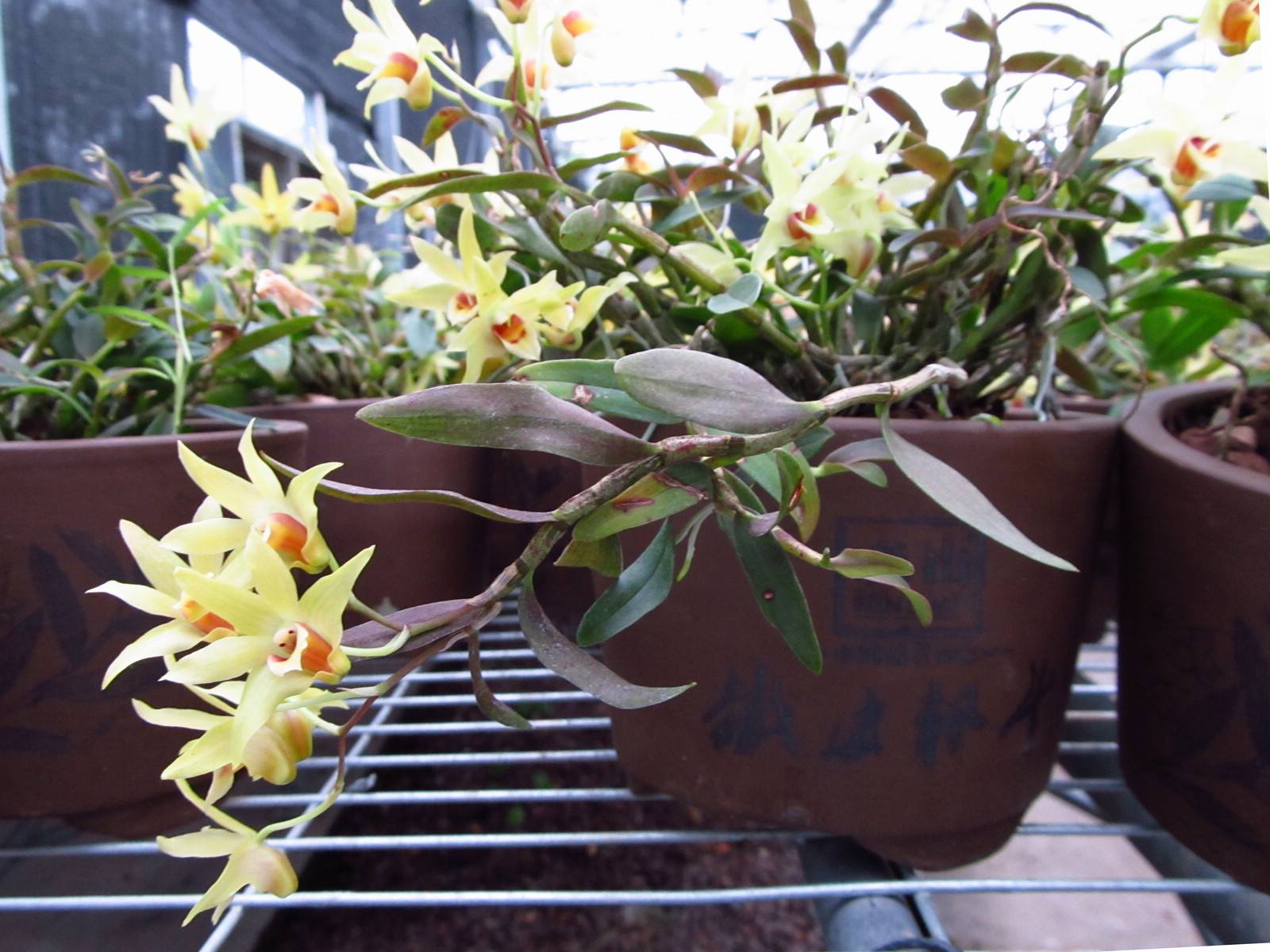 铁皮石斛盆栽的正确种植方法,铁皮石斛的种植方法和养护技术