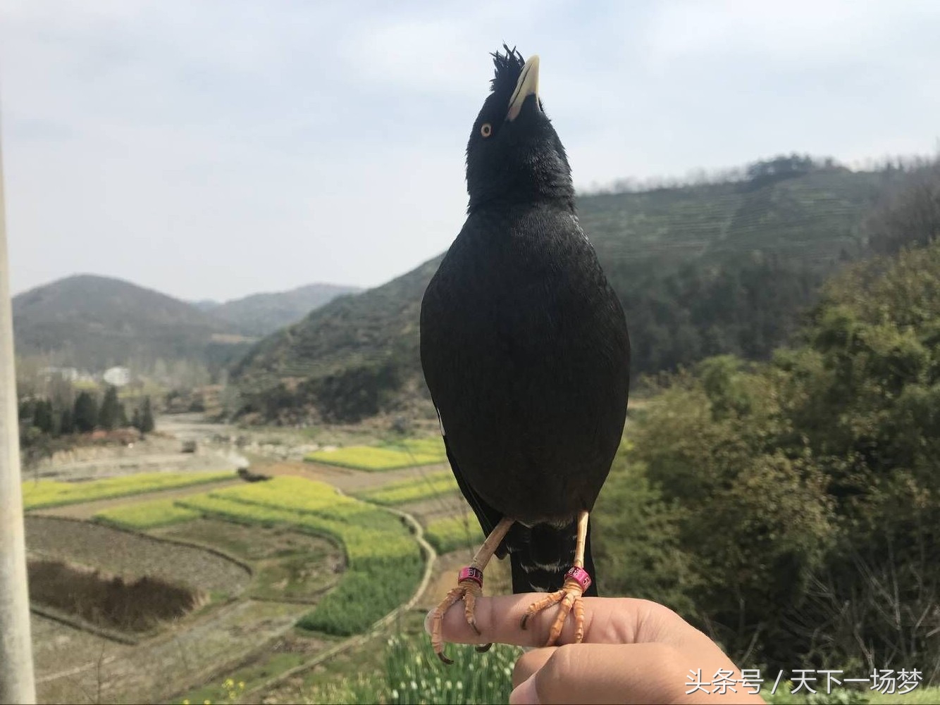 天下一场梦八哥品种,天下一场梦八哥鸟