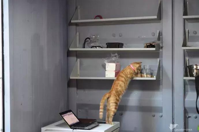 新手养猫需要注意这3点,新手养猫要注意的事项