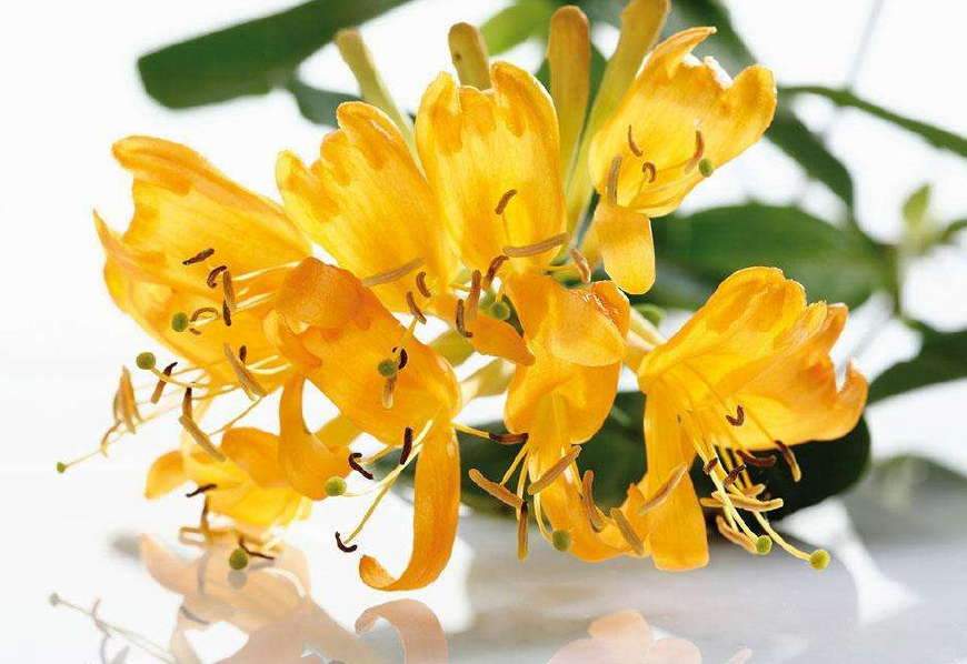 金银花一蒂二花,状如雄雌相伴,又似鸳鸯对舞,故有鸳鸯藤之称