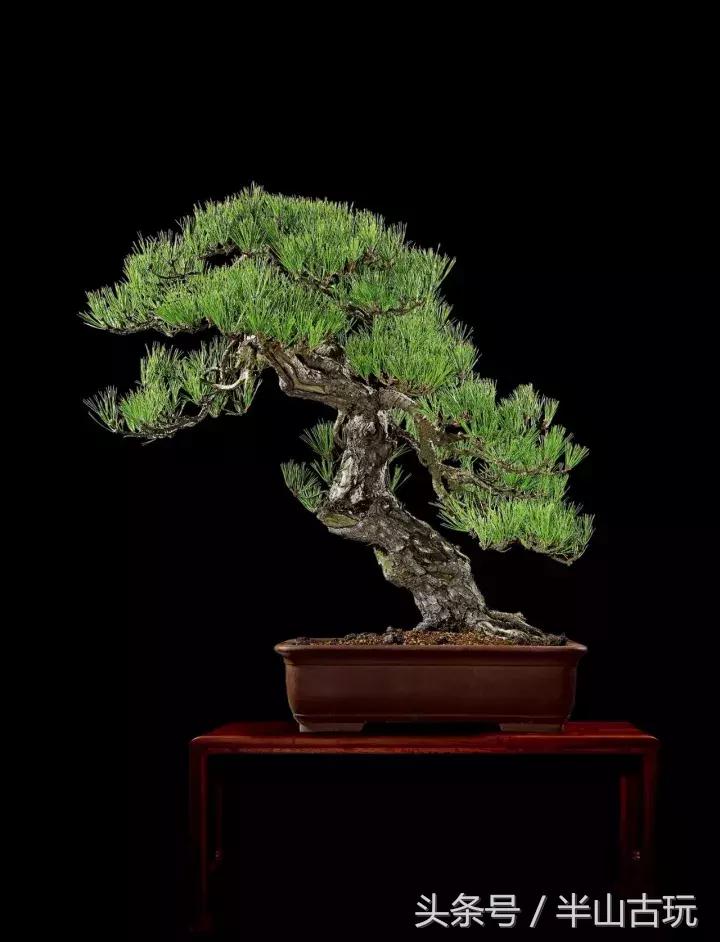 花卉盆景拍卖 (园林盆景拍卖)