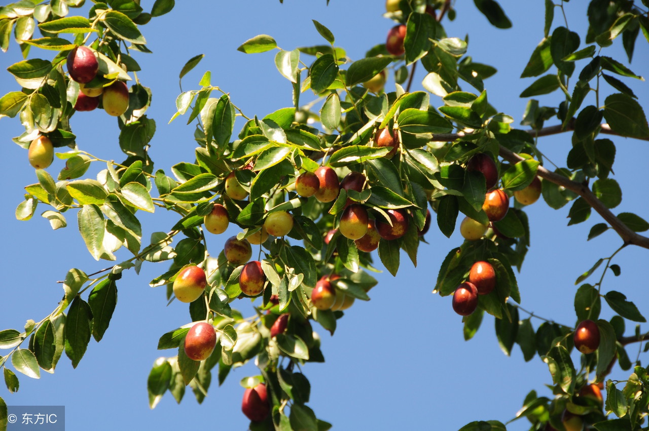 俗话说一日吃三枣一生不显老,每天吃三枣让你一辈子不显老