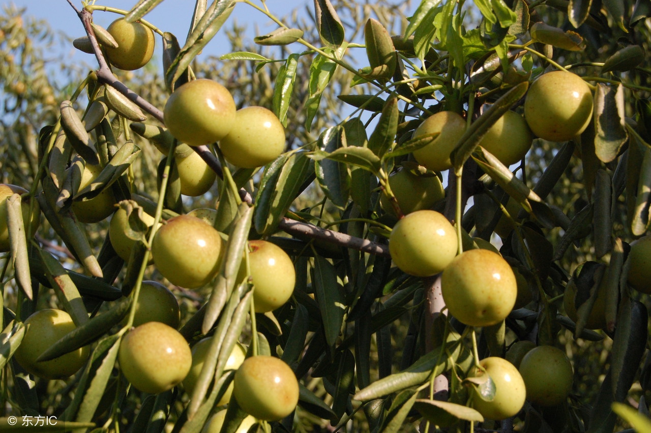 俗话说一日吃三枣一生不显老,每天吃三枣让你一辈子不显老