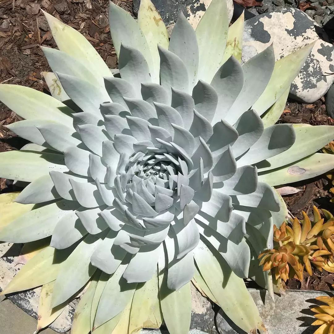 偷了价值10万的多肉,偷多肉可耻吗