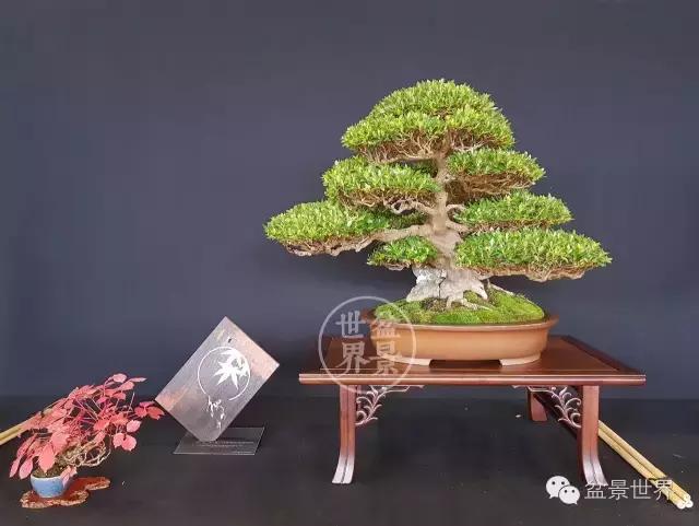 盆景是中国的名片看看浪漫的法国人怎样玩盆景