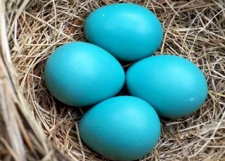 钻石世家蒂芙尼,四季名品蒂芙尼