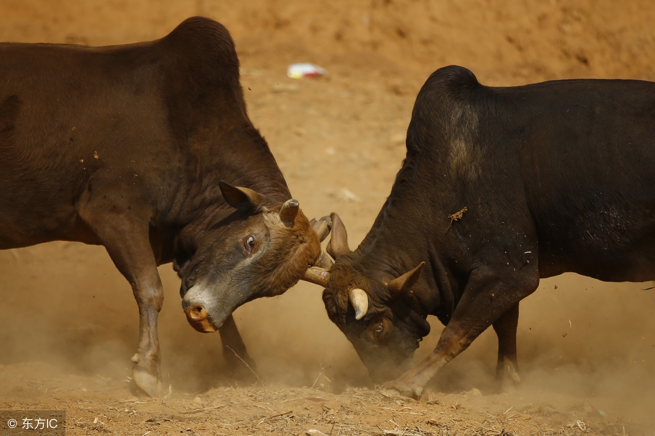 贵州黔东南斗牛赛好热闹,贵州凯里斗牛大赛时间表