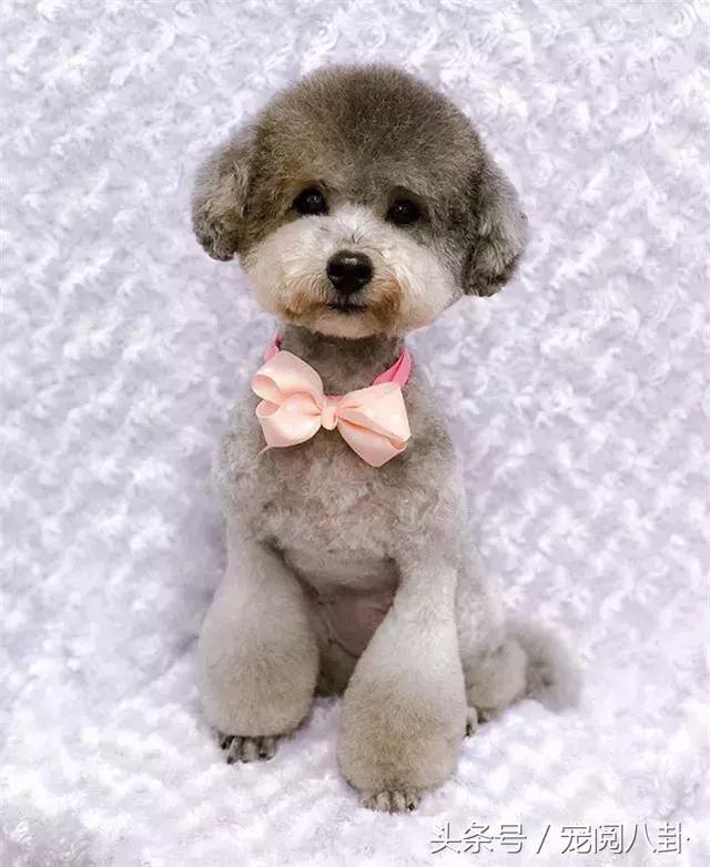 你这个*子骗**狗，明明长得这么好看……