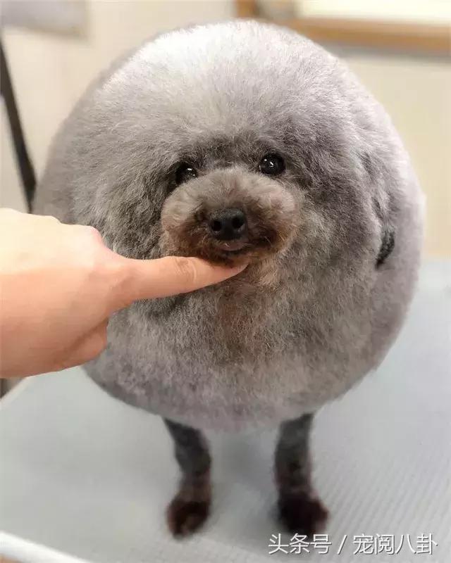 你这个*子骗**狗，明明长得这么好看……