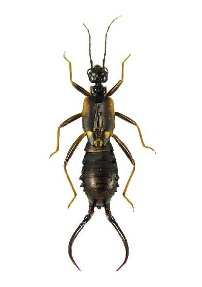 蠼螋怎么读,蠼螋的视频