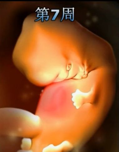 胎儿发育震撼照片,最全胎儿发育图