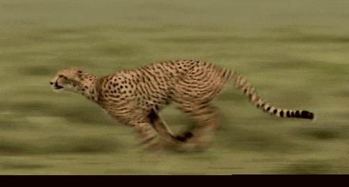 汽车车标冷知识搞笑,汽车车标冷知识大全100个