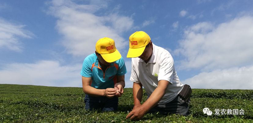 茶饼病害图片及治疗方法,茶饼病害特效药