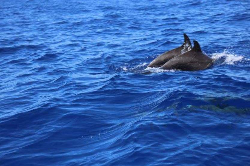 马尔代夫看鲸鲨的岛,马尔代夫看银河