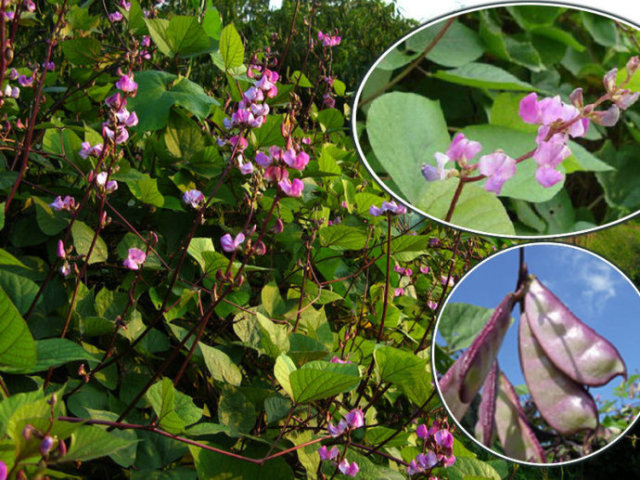 断经了食疗怎么恢复正常,经断复来中医辨证论治