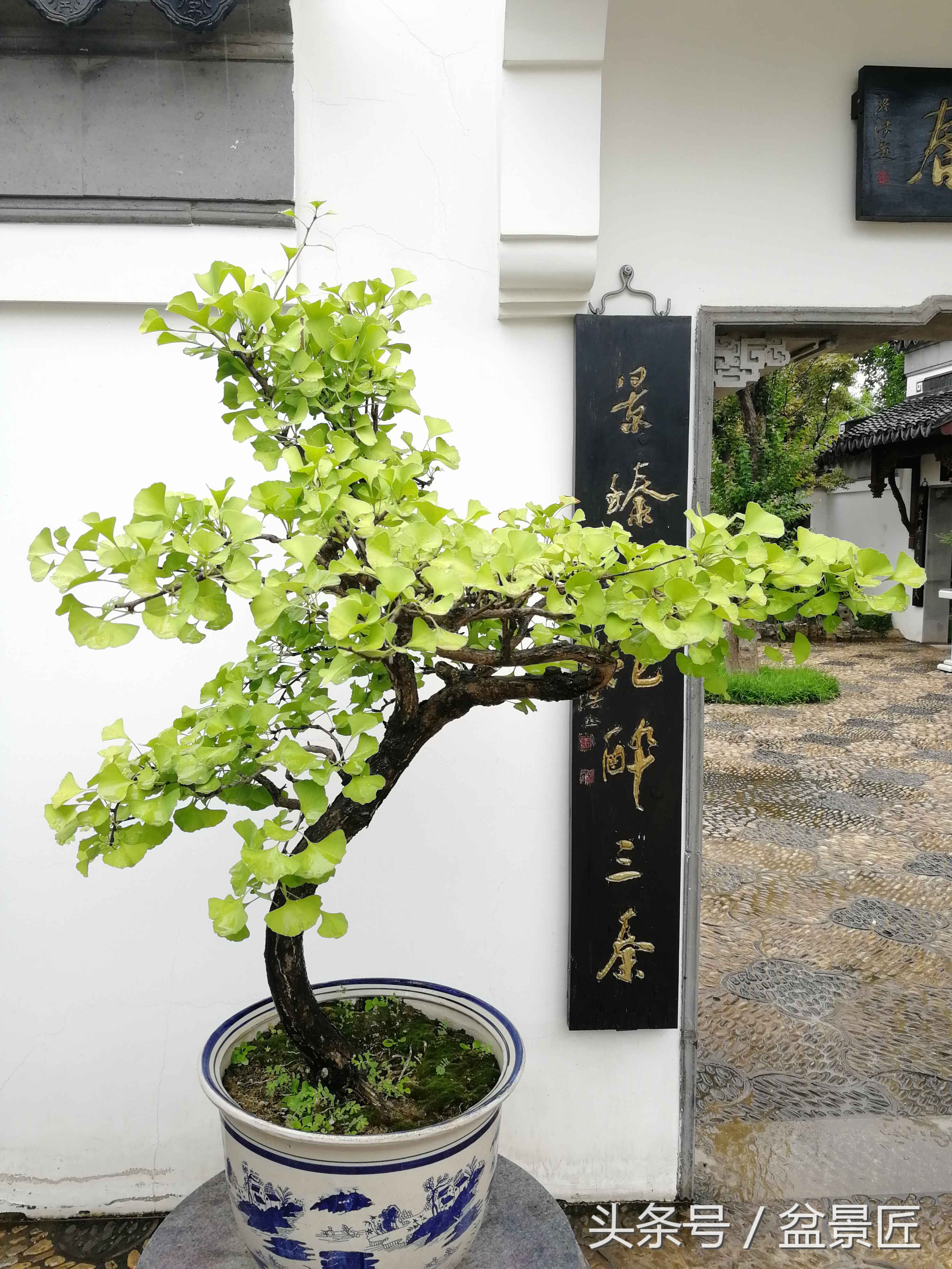 盆景叶黄落叶怎么办,盆栽叶黄怎样处理