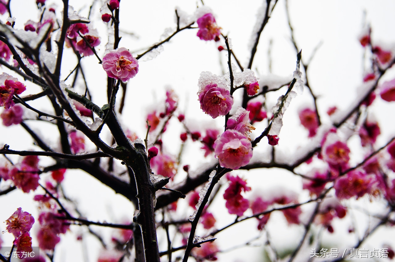 曾凯歌原创诗歌散文：傲梅