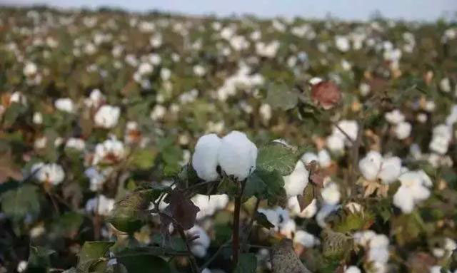 磷酸二氢钾在农作物的使用方法 (磷酸二氢钾各种作物怎么使用)