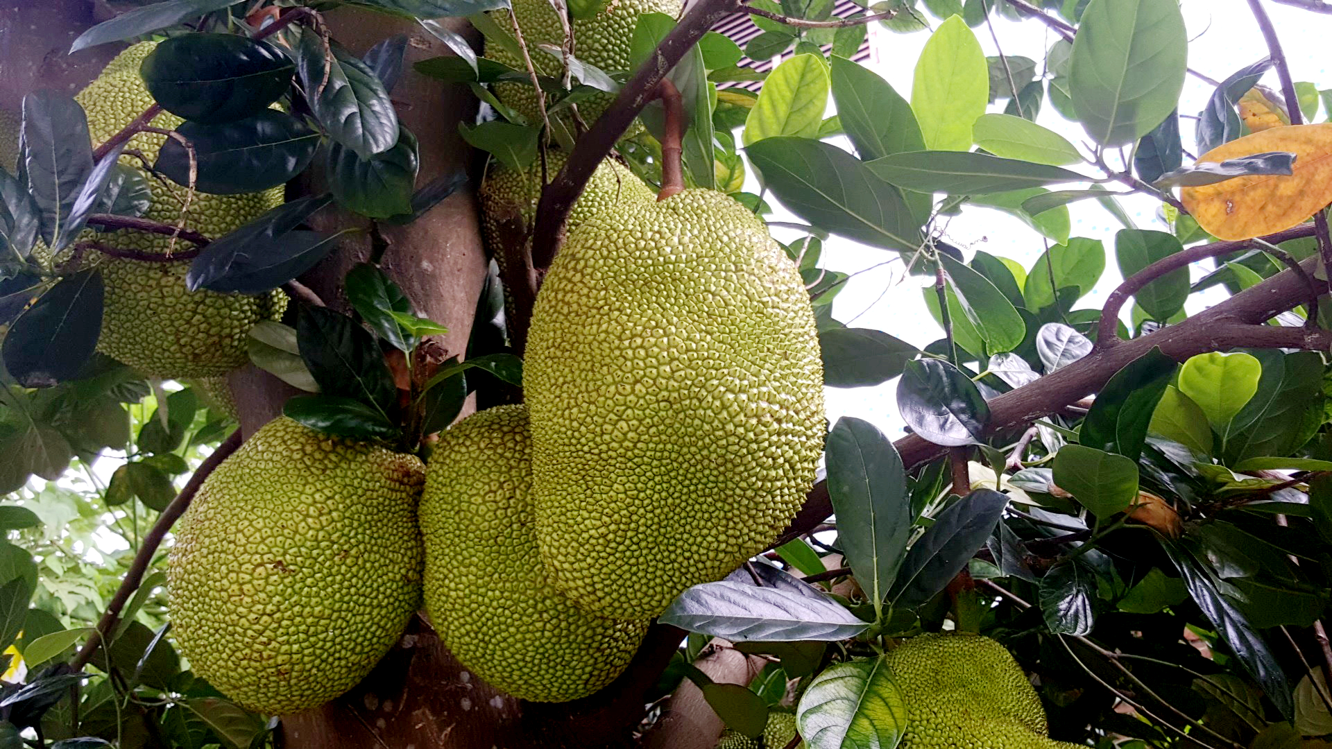 中国沿海旅行D14,金沙湾,遇见优雅女子就是人生最美好时刻