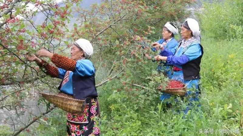 相约盛夏七月，康养汶川的李子熟了！花椒红了！
