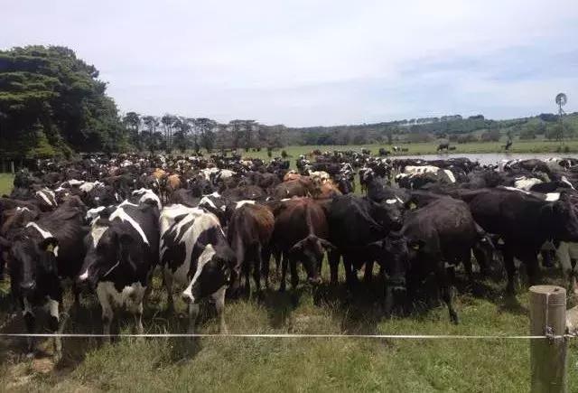 爱他美贝拉米和a2哪种奶粉好,贝拉米和澳洲爱他美奶粉哪个好