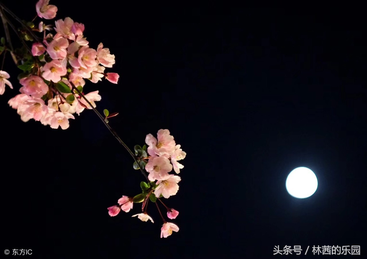 关于明月的诗句大全唯美,明月最美十首诗