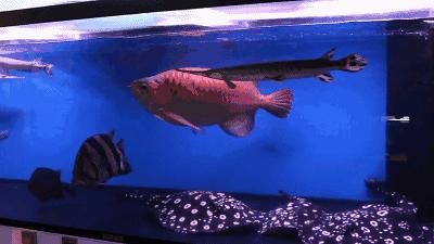 群游观赏鱼很帅,老缸养红龙注意事项