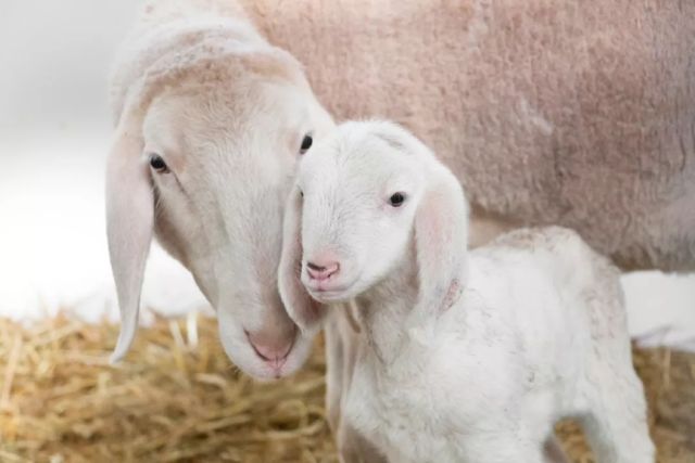 没有进世界杯的欧洲,没进世界杯的中国足球