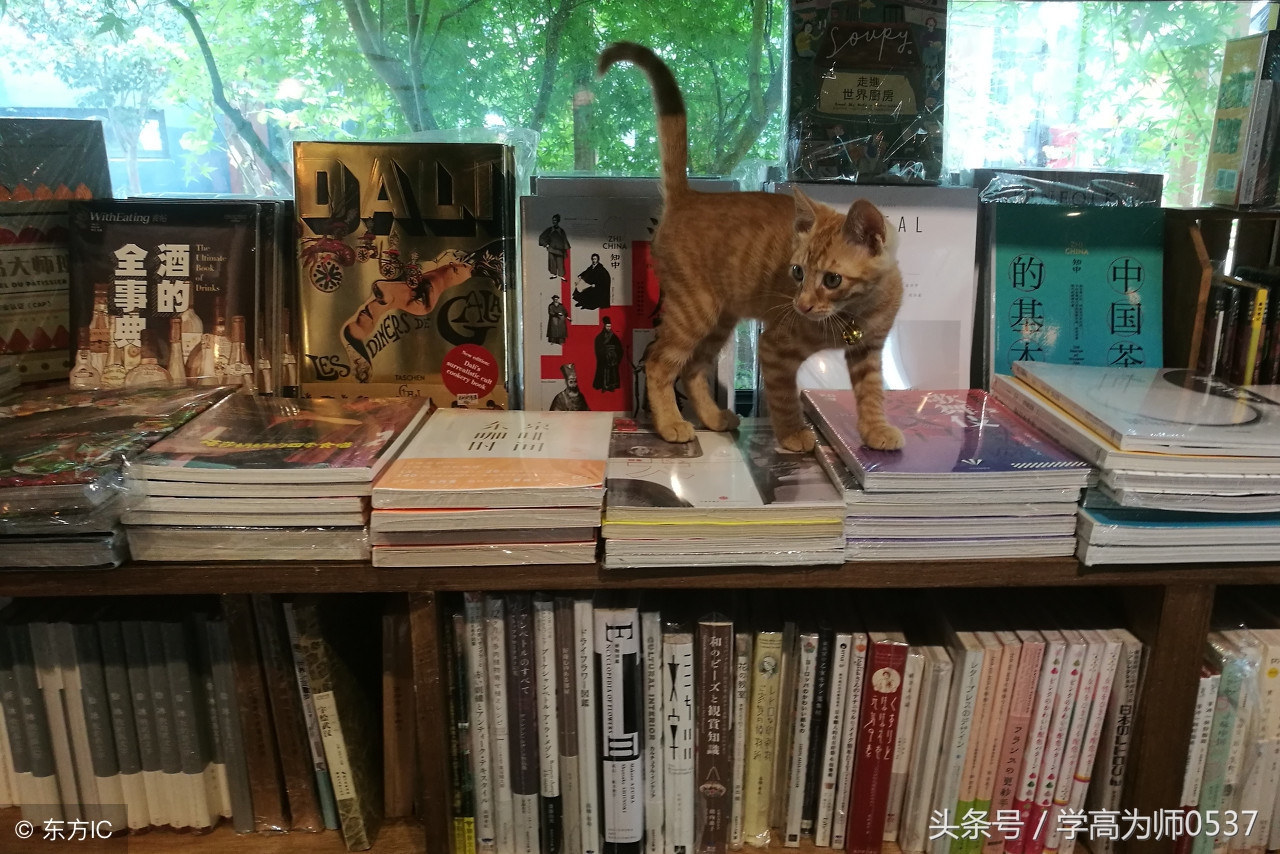 苏教版六年级语文上册配套知识点暑假预习提纲