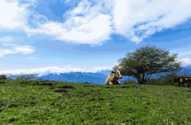 中国四川旅游看世界级的美景和可爱大熊猫,品尝当地火辣的美食!
