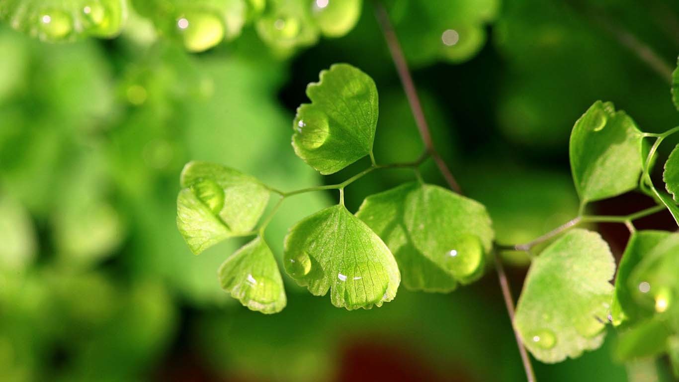 光头阿来小咖秀视频,光头阿来