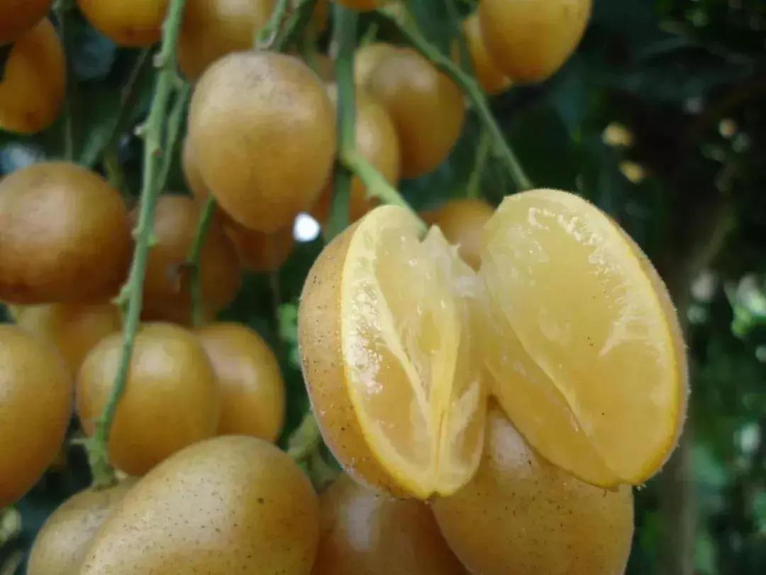 广州南沙冬天有番石榴摘吗,元旦广州摘番石榴