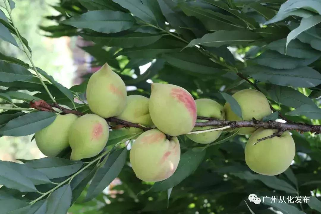 广州南沙冬天有番石榴摘吗,元旦广州摘番石榴