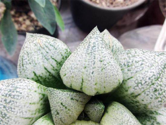 白银寿多肉的养殖方法,白银寿徒长叶子可以掰吗