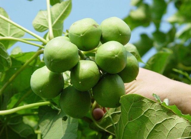 山里有种果子像香蕉一样有毒的,农村这种树别再砍了