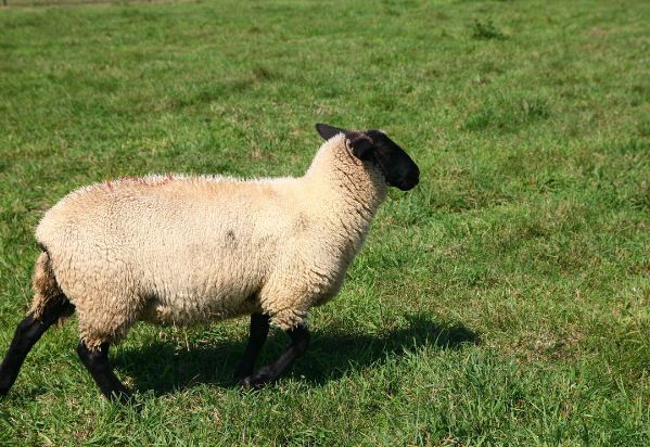 属羊的真的能克死属鼠的吗,鼠羊相冲到底有多严重