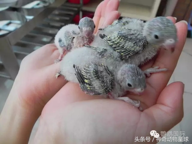 鹦鹉怎么喂养雏鸟,刚出鹦鹉幼鸟怎么喂养最好