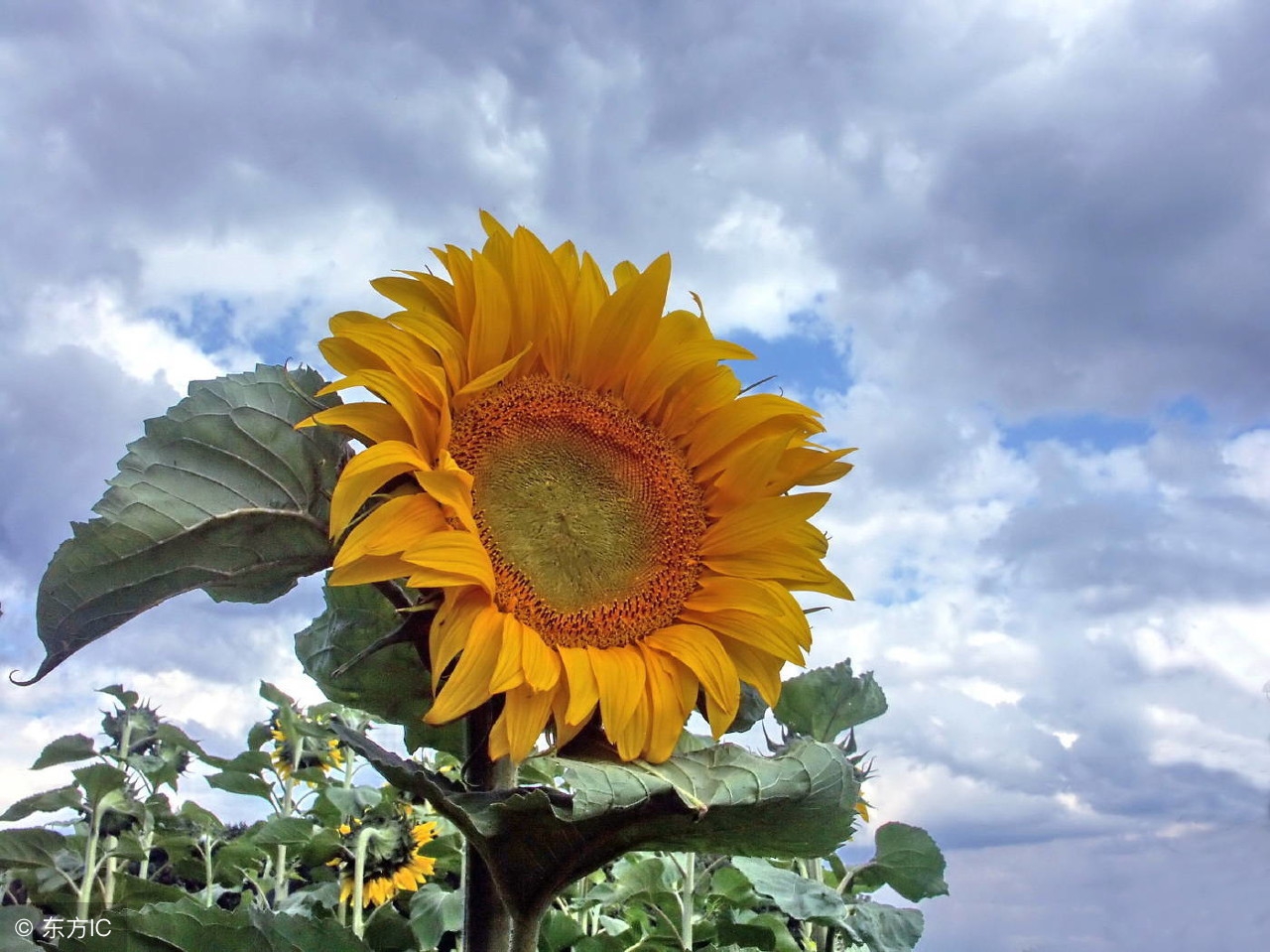 每日一花之向日葵